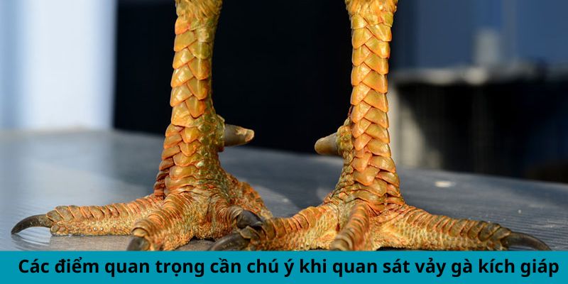 Vảy Gà Kích Giáp - Dấu Hiệu Chiến Kê Hùng Mạnh Hàng Đầu 2 Trang Chủ Jun88.com #1 Việt Nam Các điểm quan trọng cần chú ý khi quan sát vảy gà kích giáp
