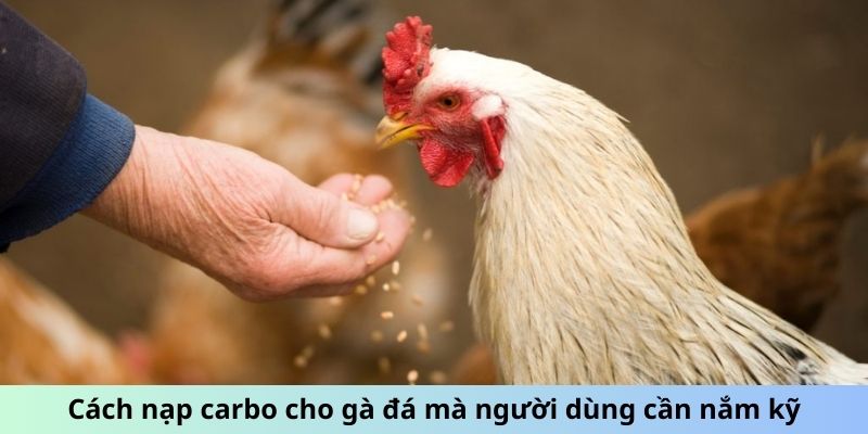 Cách Nạp Carbo Cho Gà Đá - Tối Ưu Hóa Thể Lực Chiến Kê 1 Trang Chủ Jun88.com #1 Việt Nam Cách nạp carbo cho gà đá mà người dùng cần nắm kỹ