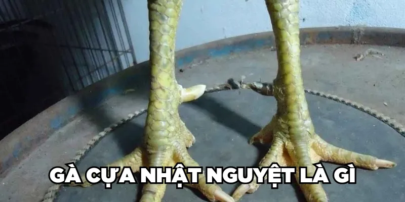 Gà Cựa Nhật Nguyệt Là Gì? Loại Gà Này Đá Có Hay Không? 1 Trang Chủ Jun88.com #1 Việt Nam Gà cựa Nhật Nguyệt là gì?
