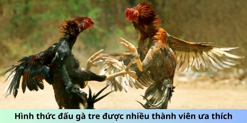 Đá Gà Trực Tiếp Hôm Nay 666 Với Các Chiến Kê Máu Lửa 2 Trang Chủ Jun88.com #1 Việt Nam Hình thức đấu gà tre được nhiều thành viên ưa thích