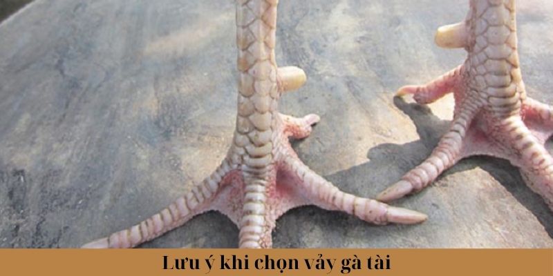 Vảy Gà Tài - Đặc Điểm Xác Định Thần Kê Chính Xác Nhất 2024 3 Trang Chủ Jun88.com #1 Việt Nam Lưu ý khi lựa chọn, chăm sóc gà có vảy Tài