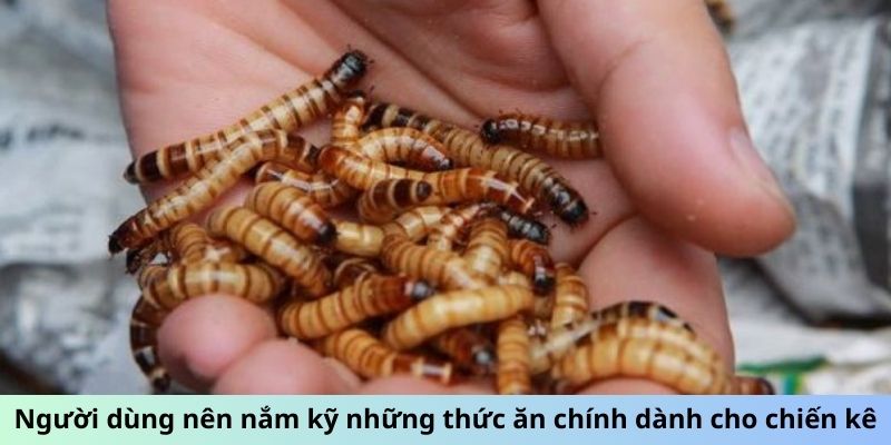 Các Loại Mồi Cho Gà Đá Giúp Chiến Kê Đá Đâu Thắng Đó 1 Trang Chủ Jun88.com #1 Việt Nam Người dùng nên nắm kỹ những thức ăn chính dành cho chiến kê