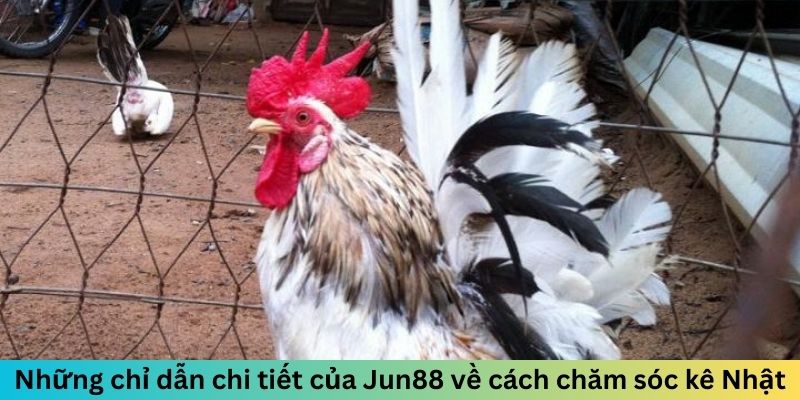 Gà Tre Nhật Bản - Chiến Kê Nhỏ Gọn Nhưng Đầy Uy Lực 3 Trang Chủ Jun88.com #1 Việt Nam Những chỉ dẫn chi tiết của Jun88 về cách chăm sóc kê Nhật