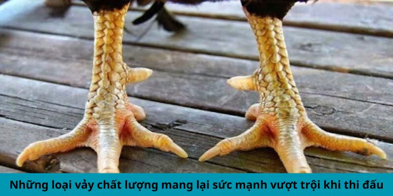 Vảy Gà Kích Giáp - Dấu Hiệu Chiến Kê Hùng Mạnh Hàng Đầu 3 Trang Chủ Jun88.com #1 Việt Nam Những loại vảy chất lượng mang lại sức mạnh vượt trội khi thi đấu