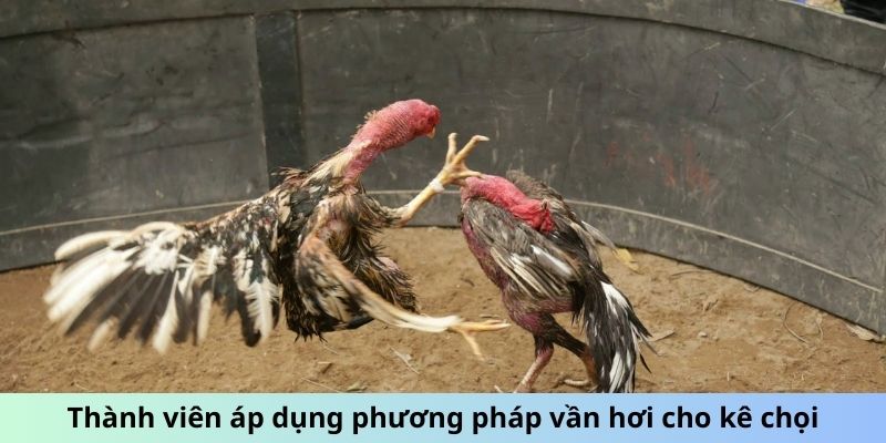 Cách Vần Đòn Cho Gà Tơ - Phương Pháp Huấn Luyện Hiệu Quả 1 Trang Chủ Jun88.com #1 Việt Nam Thành viên áp dụng phương pháp vần hơi cho kê chọi