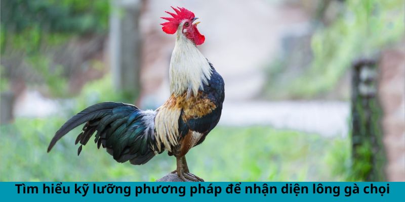 Xem Lông Gà Chọi Đá Hay - Phân Tích Chiến Kê Đẳng Cấp 1 Trang Chủ Jun88.com #1 Việt Nam Tìm hiểu kỹ lưỡng phương pháp để nhận diện lông gà chọi