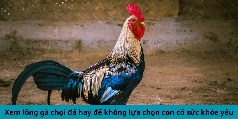 Xem Lông Gà Chọi Đá Hay - Phân Tích Chiến Kê Đẳng Cấp 3 Trang Chủ Jun88.com #1 Việt Nam Xem lông gà chọi đá hay để không lựa chọn con có sức khỏe yếu